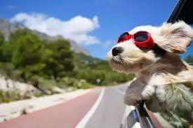 10 consejos para viajar con animales